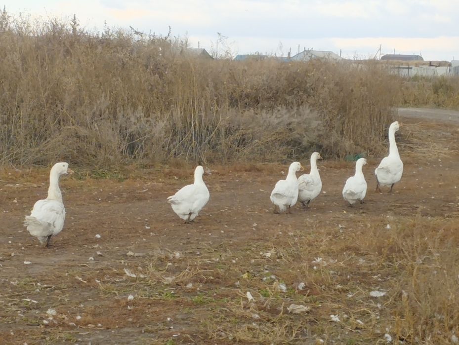 Продам    гусей  породестых