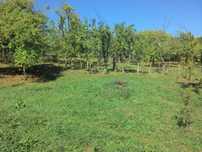 Gradina (livada cu pruni) com. Sotrile, jud. Prahova