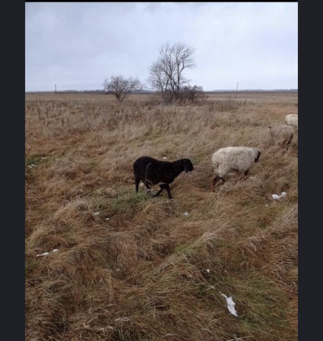 Продам на развод овечку с ягнёнком.