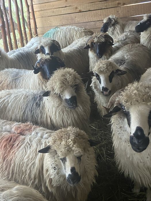 Vând 17 oi gestante + 3 berbeci + 4 miele –