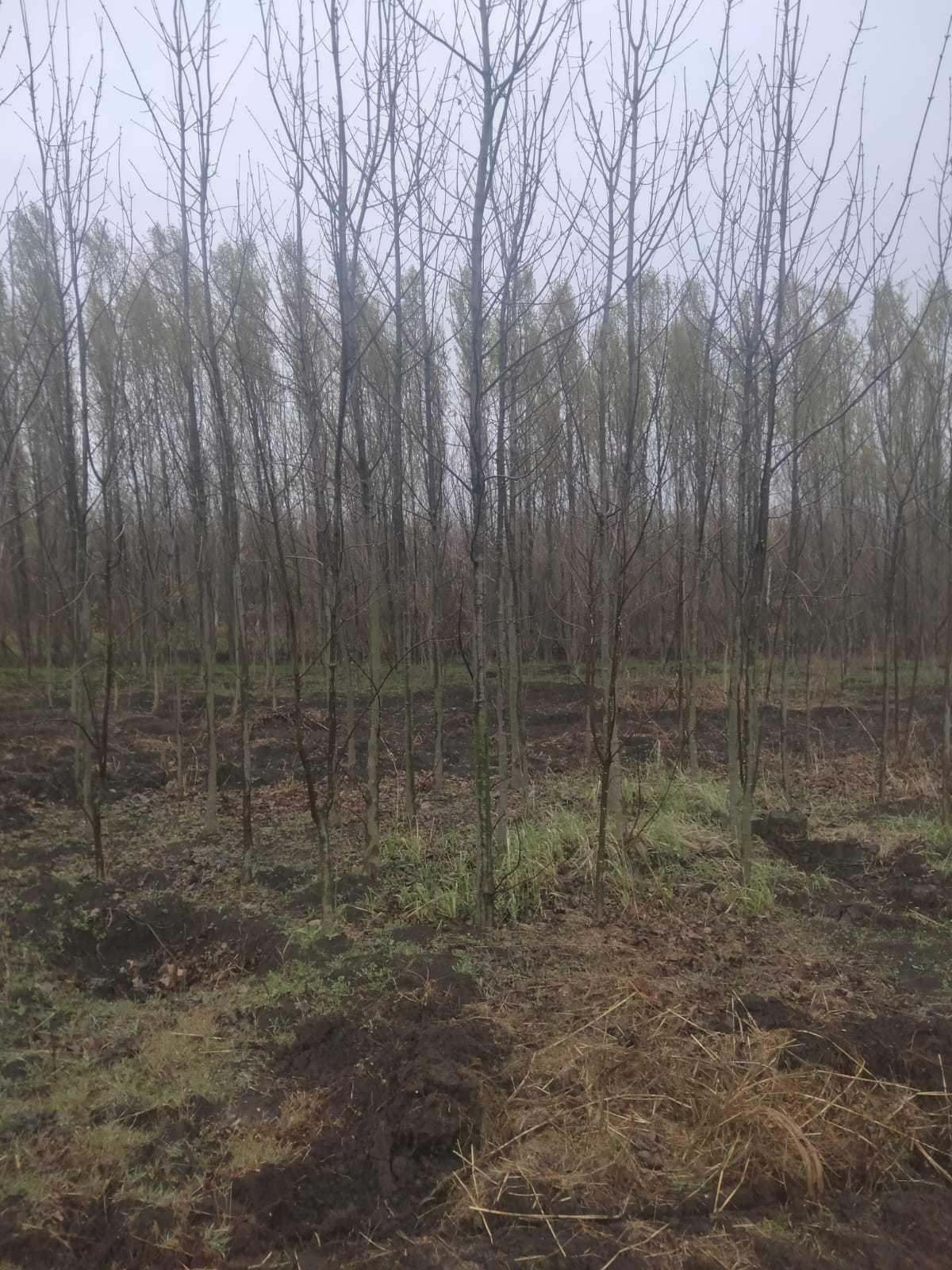 Mesteacan alb Betula , Tei frasin Orice specie de copaci