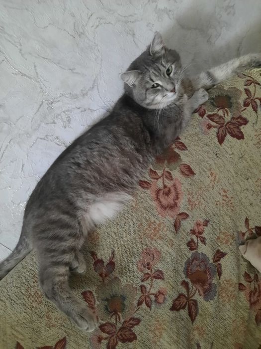 Пропал кот Заречный