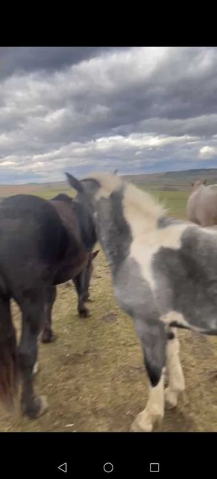 Vand 2 manze sau schimb cu o iapa