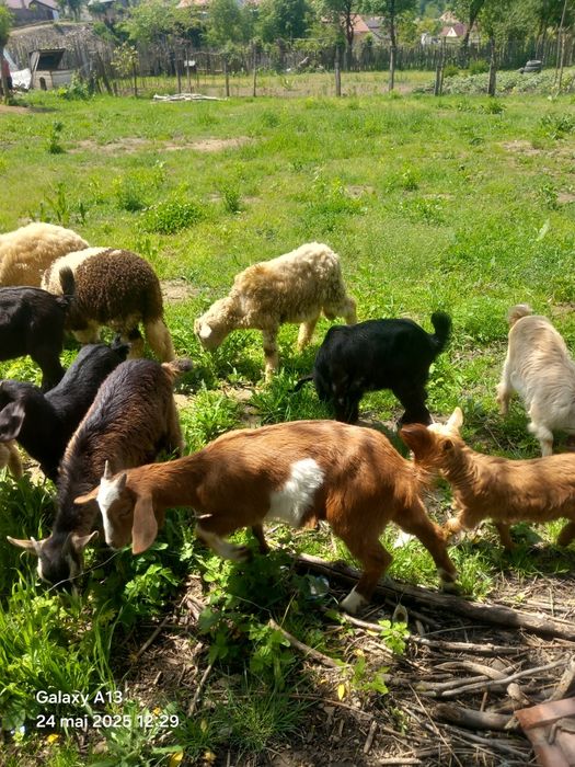 Vând iezi 25 lei kg