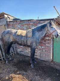 6 жасар айгыр сатылады.. кокпар ойнайды  аяқ қолы сау. Үйір ұстаған .