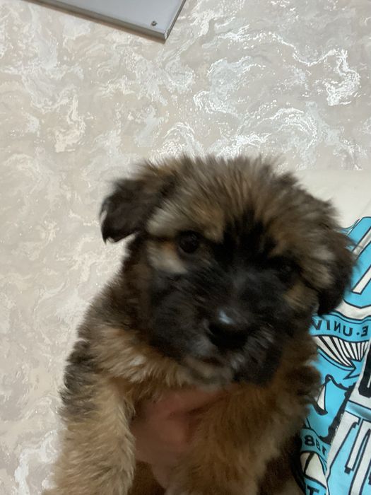 Отдам щенка в добрые руки