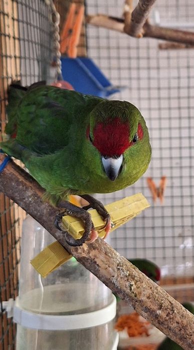 Papagali kakariki 2025