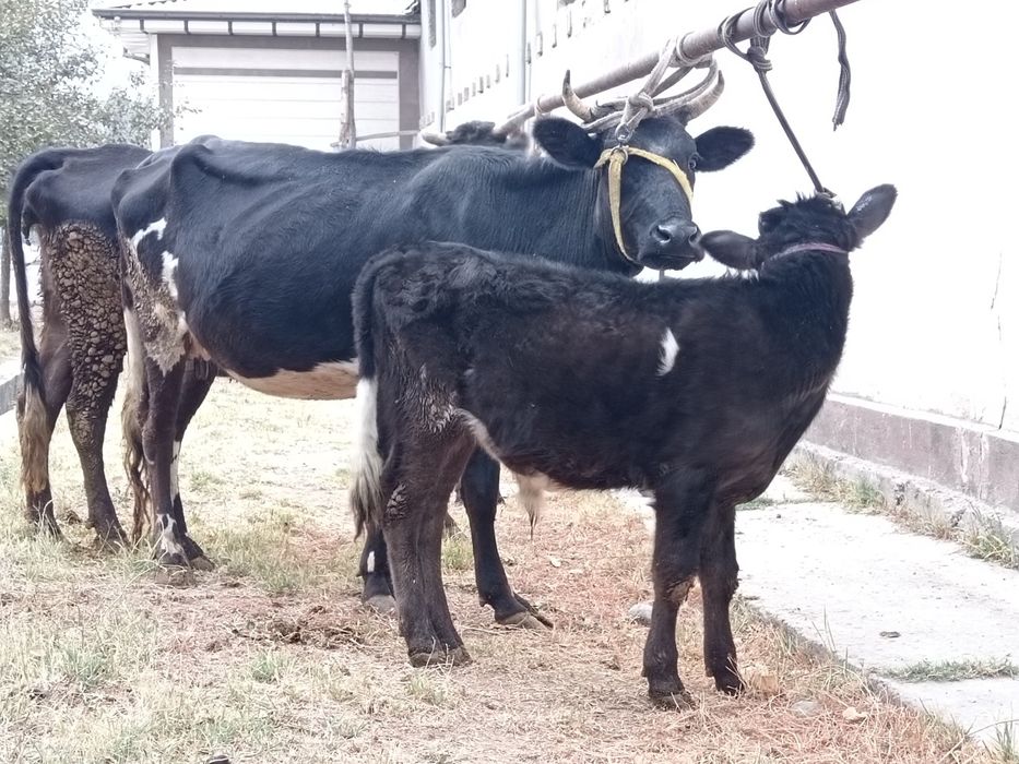 Ona bola bolasi buqa + bugoz onasi