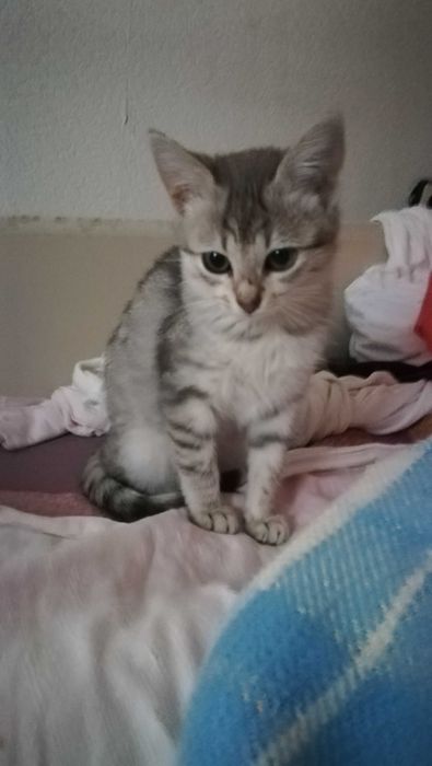 Коте сиво тигърче