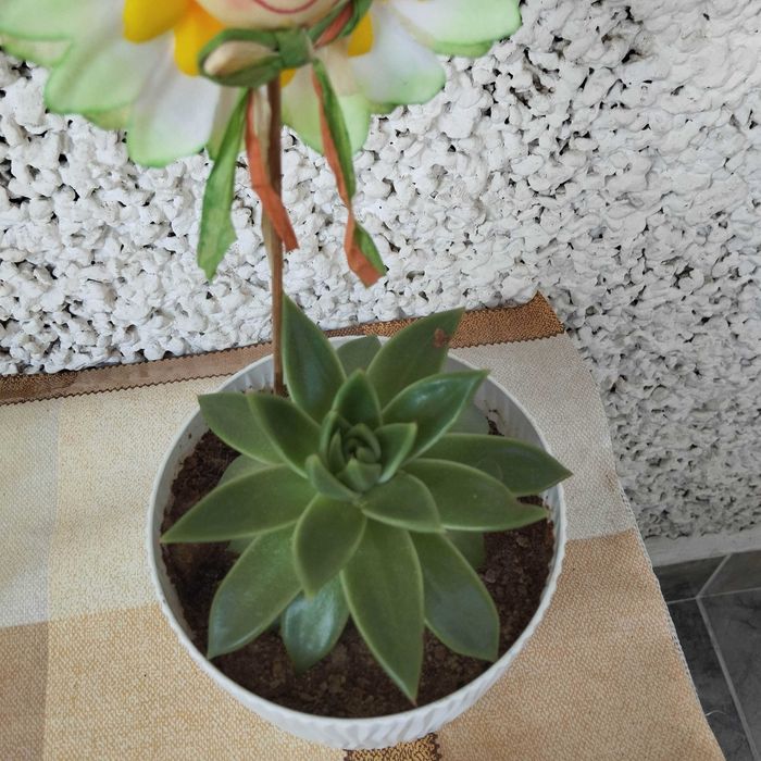 Декоративни кактуси