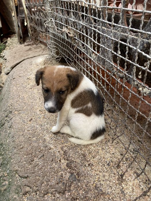 Fox terrier de vânzare