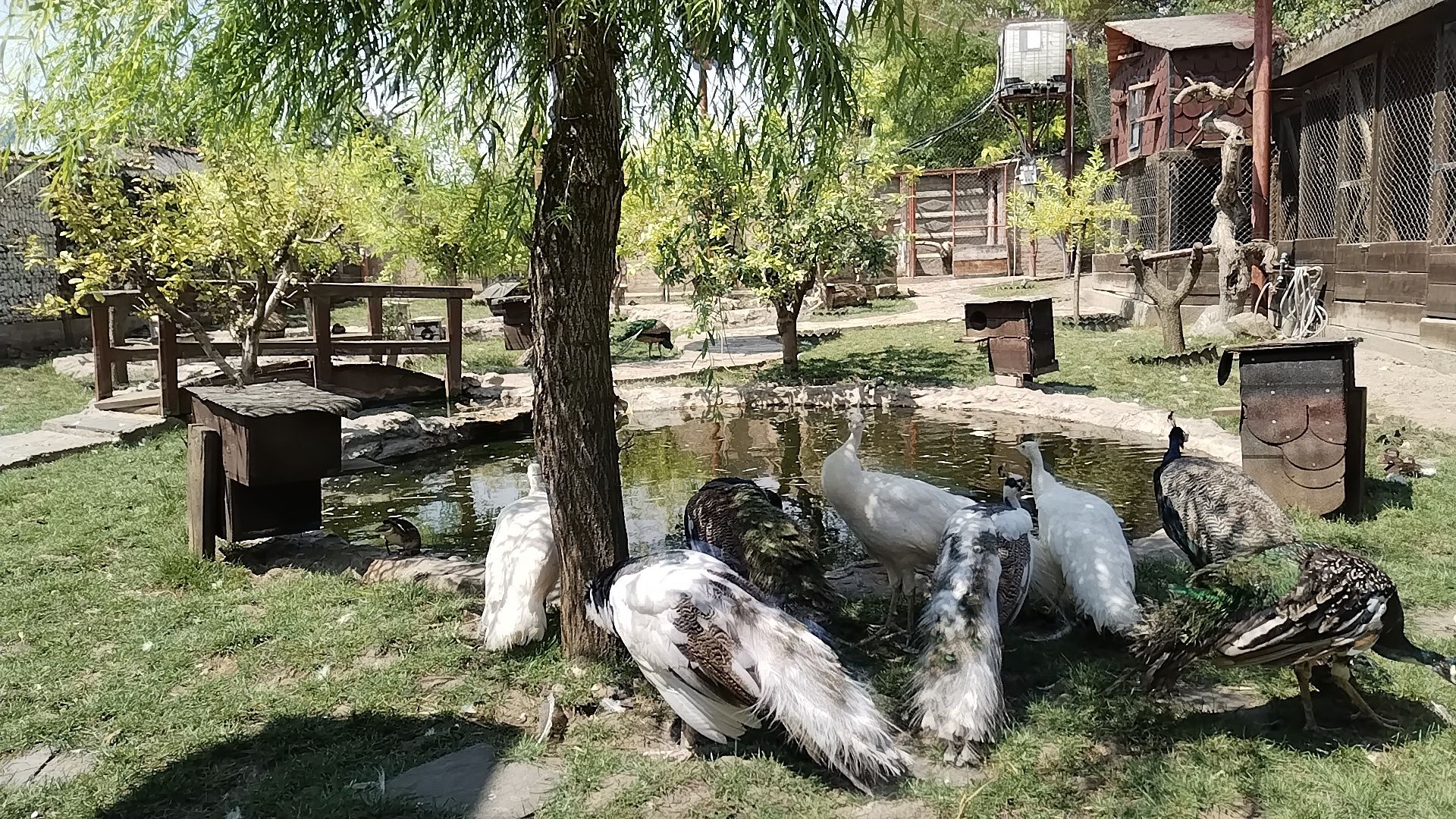 Păuni maturi, albi, standard, umăr negru, Arlechin.