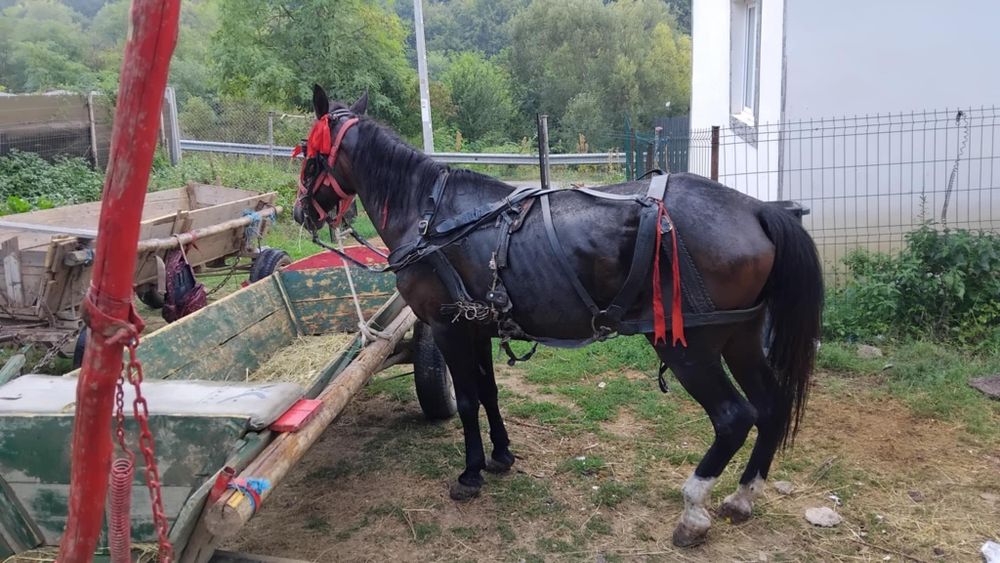 Se vinde iapa cuminte vârstă 10ani