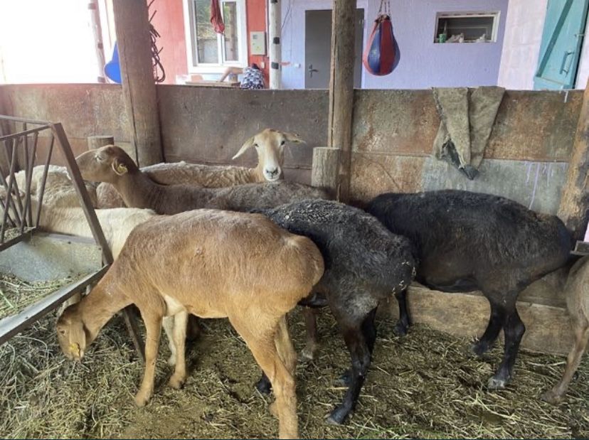 Продам жирных баран