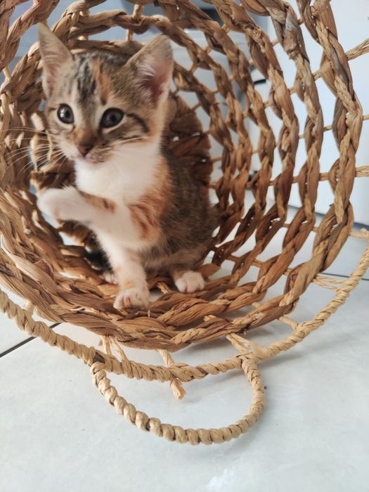 Donez pisicuță junior