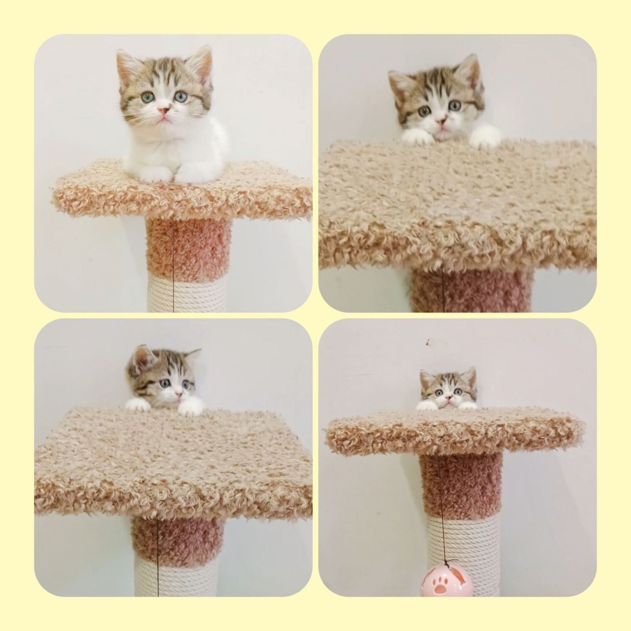 Шотладкие котята