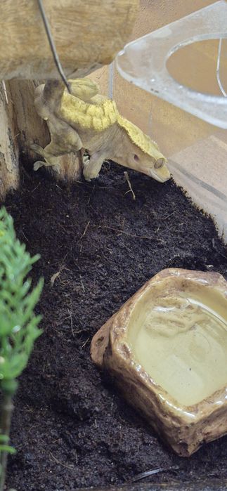 Crested Gecko mascul (fac și schimb!)