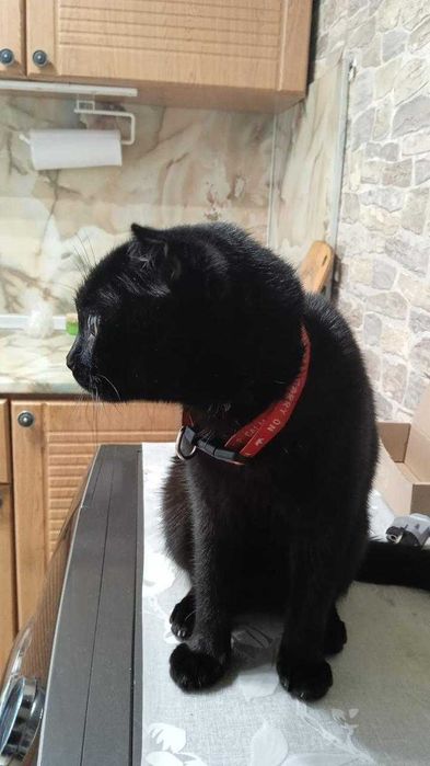 Найден вислоухий кот. Ищем владельца!