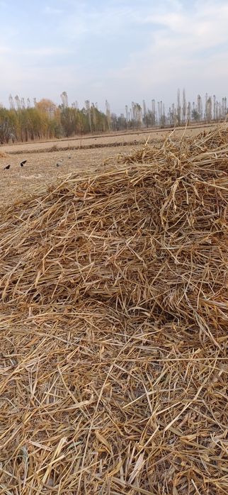 Станция Найман кол