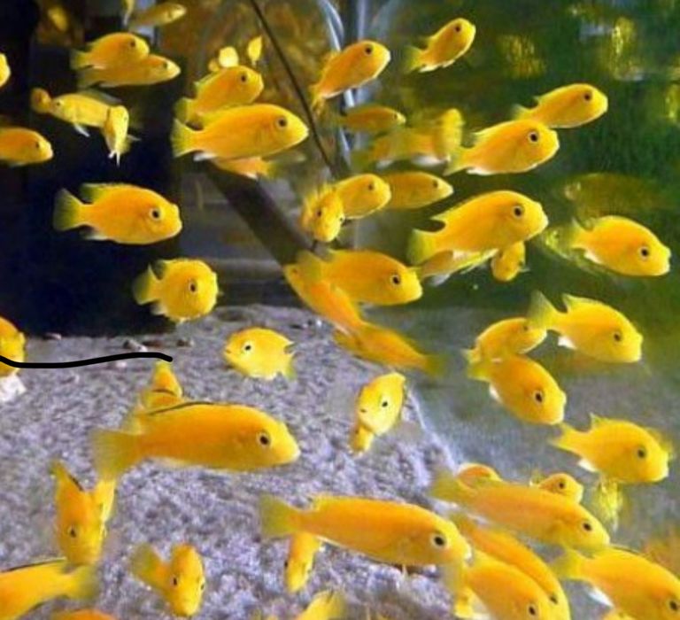 Продам рыбки. Чистка аквариума.