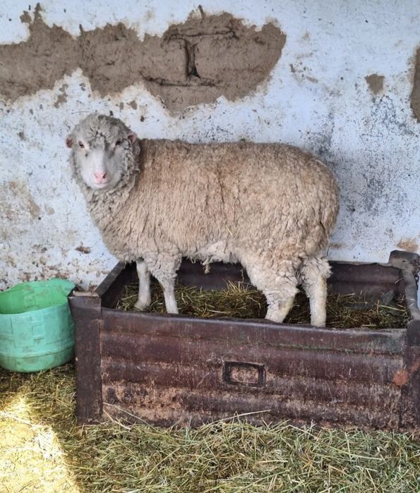 Продам баран срочно и дёшево