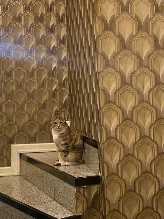 Трицветно женско коте търси дом