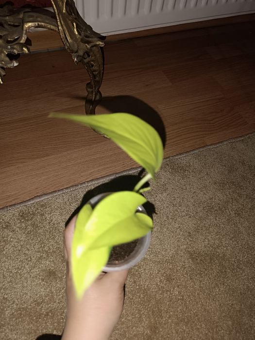 Сингониум, сциндапсус, Фил маск