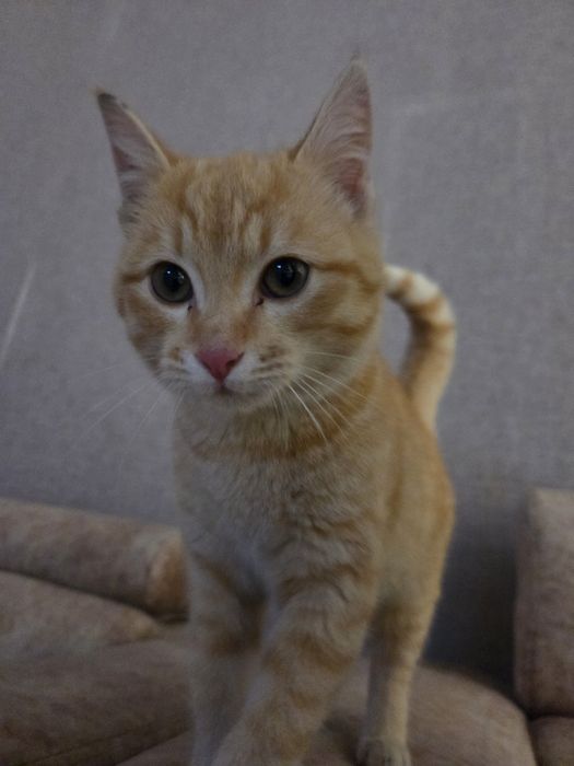 Рыжий котенок 4-6 мес