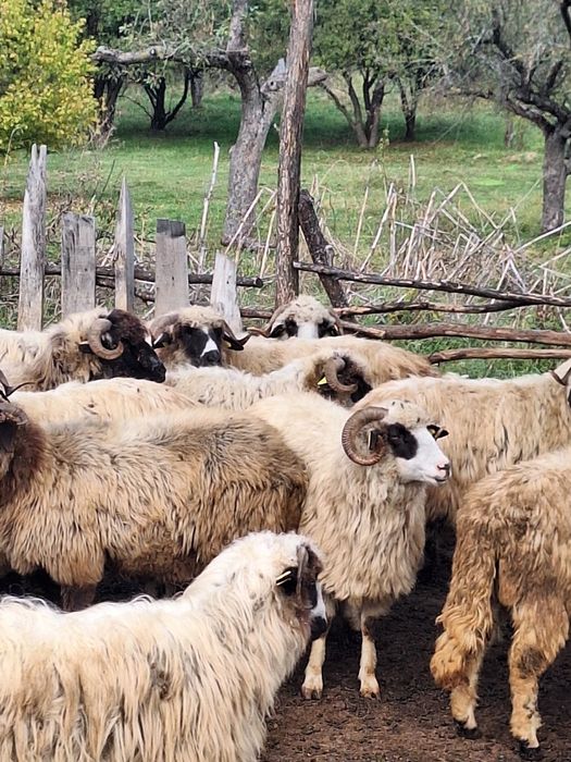 Vând miei grasi berbecuț