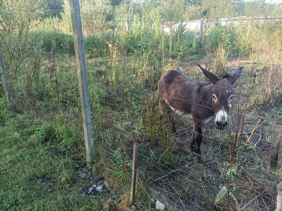 Vând măgărițe tinere