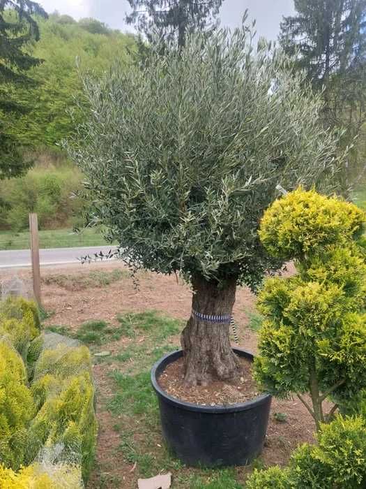 Măslin Olea European de vanzare