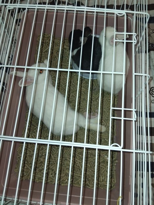 Karlik quyonlar uy ichida boqsa bo'ladi domda ham boqsa bo'ladigan