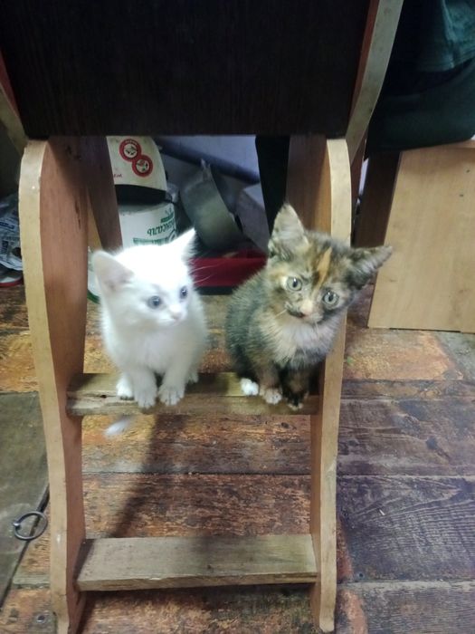 Котята ищут свой уголок