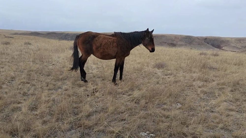 Продам байтал. Продается лошадь