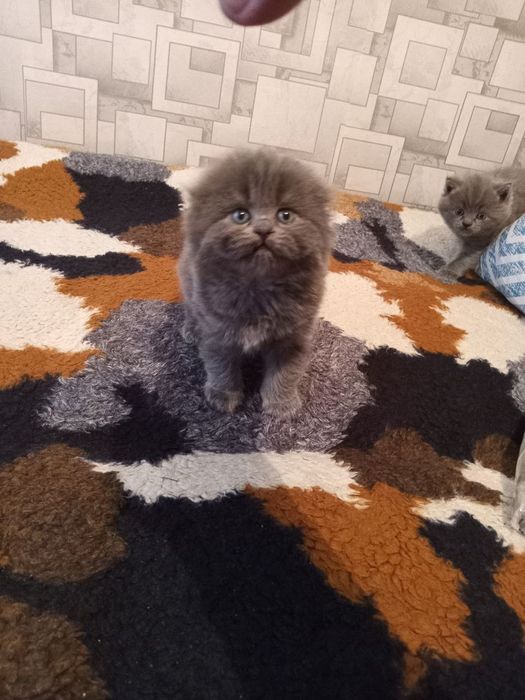 Срочно продаются котята