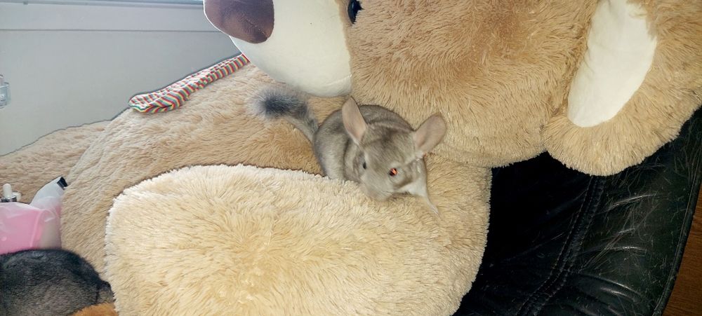 Vând pui de chinchilla, chinchila, sinsila