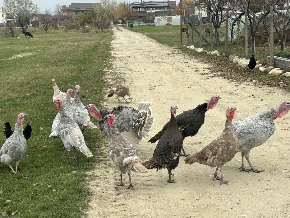 Vand curci de anul trecut si de snul asta