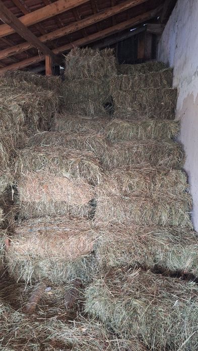 Vand baloti de fan cu transport