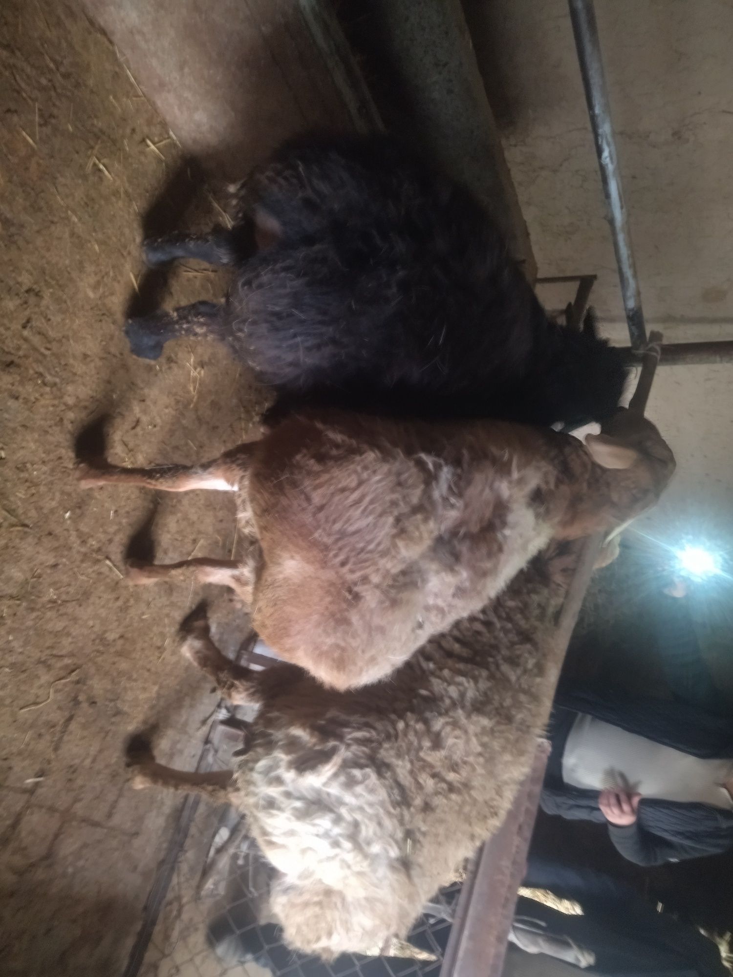 Арашан ва Эдильбай кучкорлар