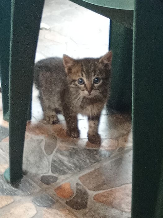 Подарявам котенца