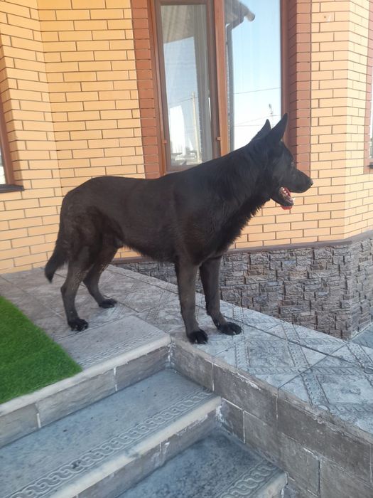 Вязка восточно-европейской овчарки