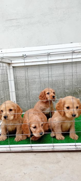 Продавам Кокер шпаньол.