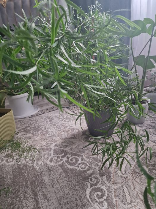 Продам комнатные цветы