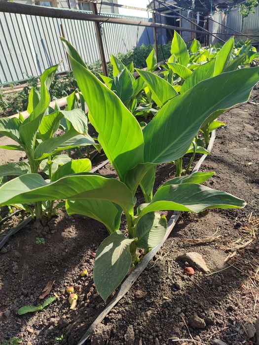 Гүл, Цветы Канн..