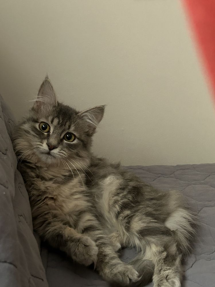 Присмотрю за котиком