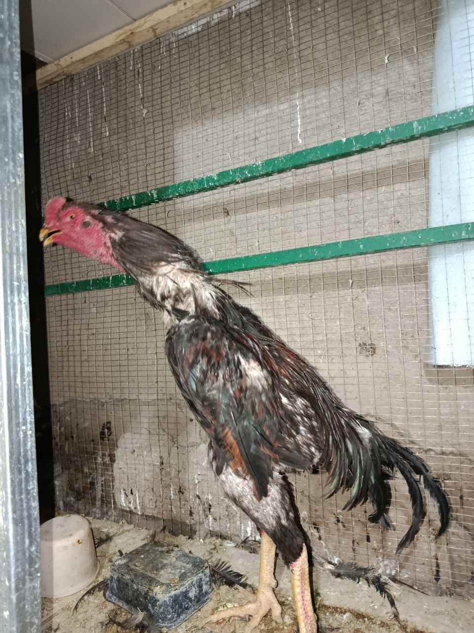 Xòroz sotiladi..