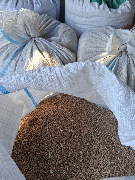 Grâu producție 2025