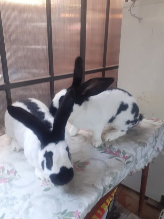 Fluture german iepuri