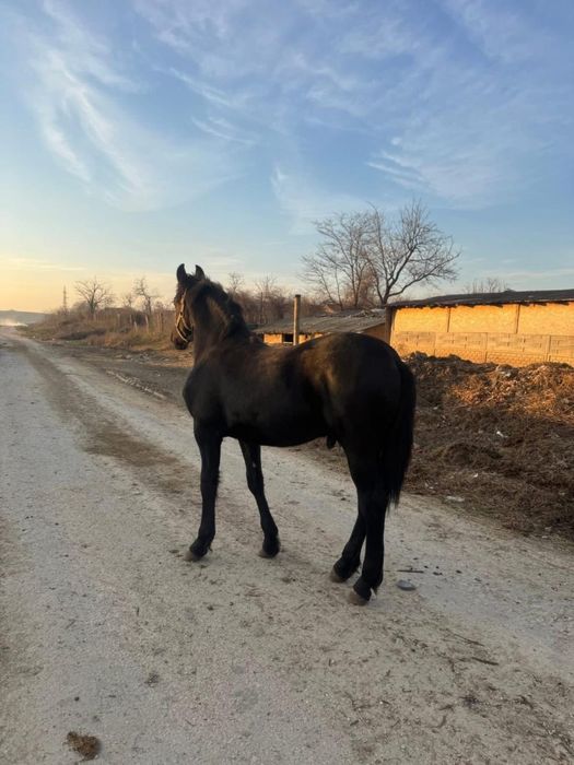 Manz armasar frizian