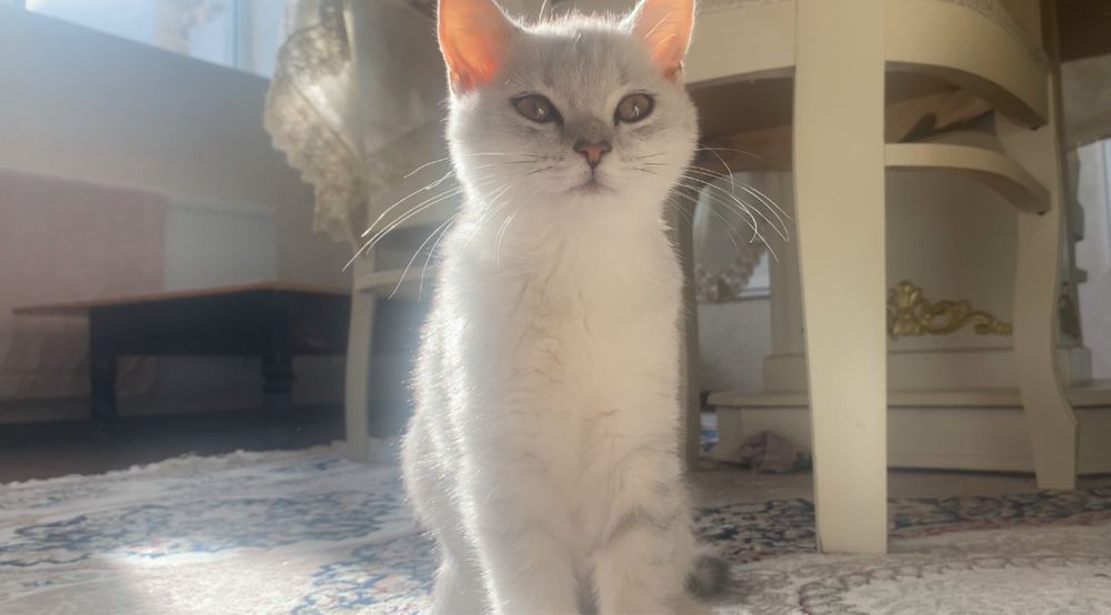 Шотландская шиншилла
